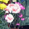 Flower Shop Hidden Objects Icon